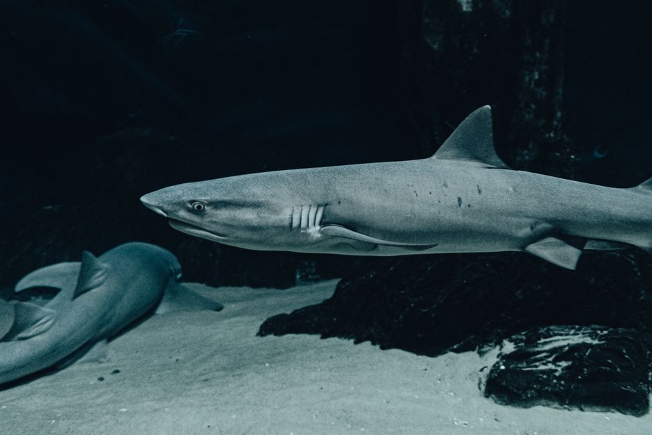 New Species of Walking Shark Discovered in Papua New Guinea - VirentaNews