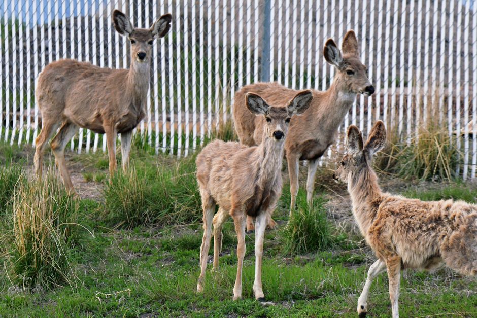 New Study Reveals Chronic Wasting Disease Can Spread Silently Across Species - VirentaNews