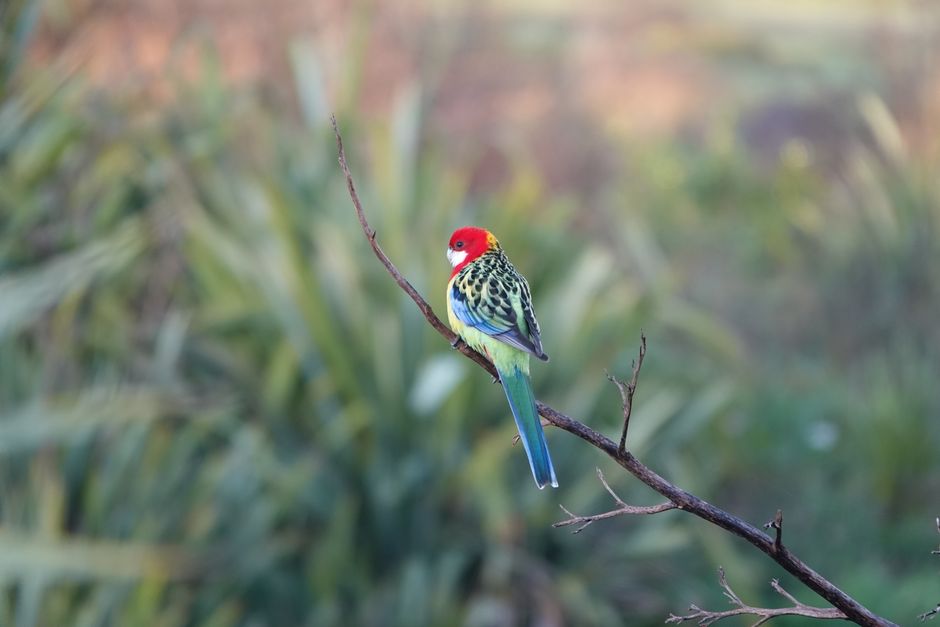 New Zealand's Orange-Fronted Parakeet Population Surges Thanks to Nacho and Trixie - VirentaNews