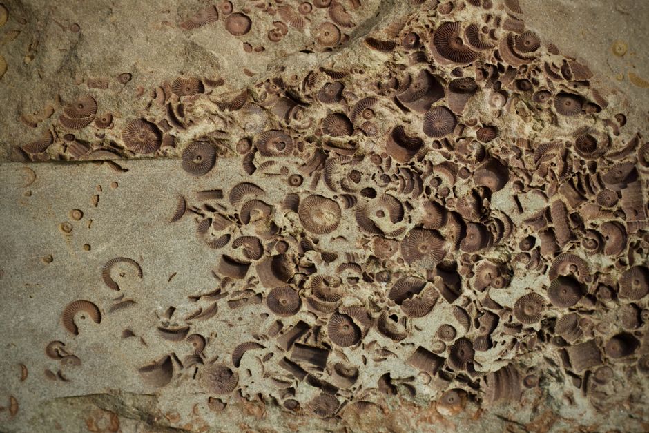 New Zealand Unveils Million-Year-Old Time Capsule: What Scientists Found