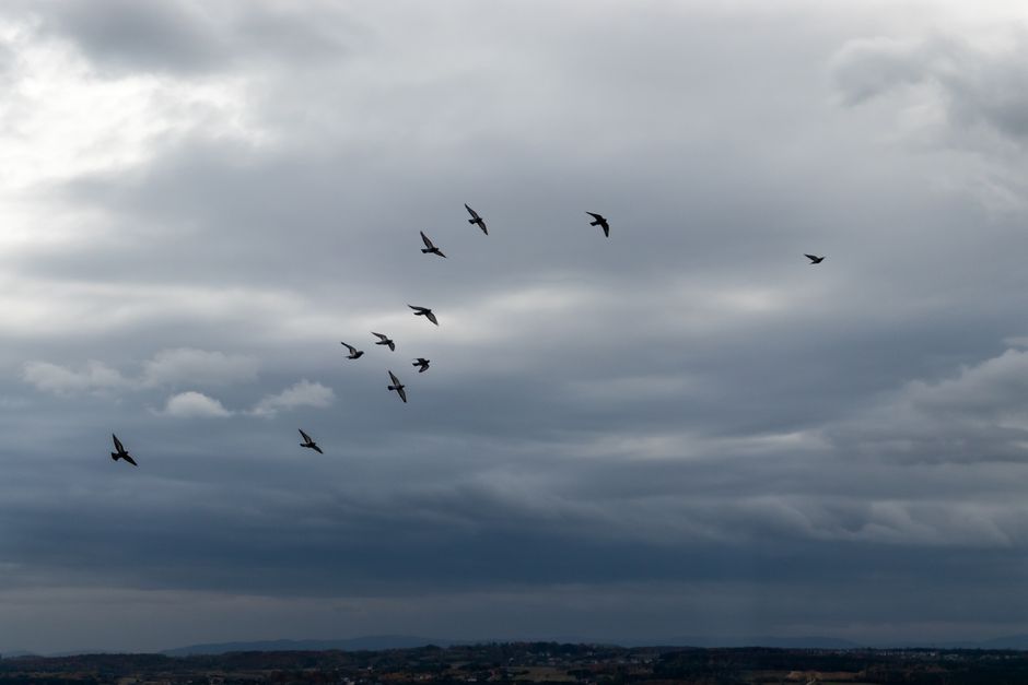 Pigeons Lock Their Eyes in Place When Flying, New Study Reveals - VirentaNews