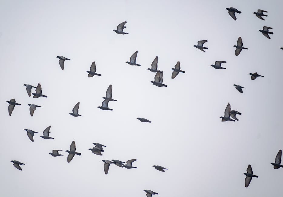 Pigeons' Navigation Secret Reveals Iron-Filled Immune Cells in Liver - VirentaNews
