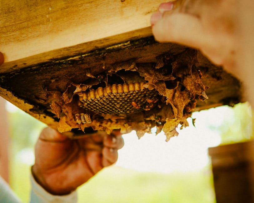Queen Bee Development Reveals Wax Home Importance - VirentaNews