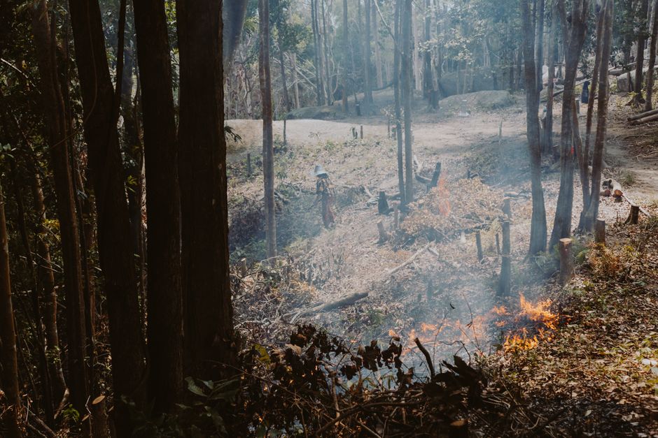 Research Reveals Health Benefits of Controlled Forest Fires