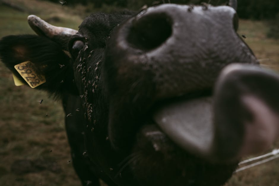 Screwworm Infestation Reaches Texas Cattle, Sparking $113 Billion Industry Concern - VirentaNews