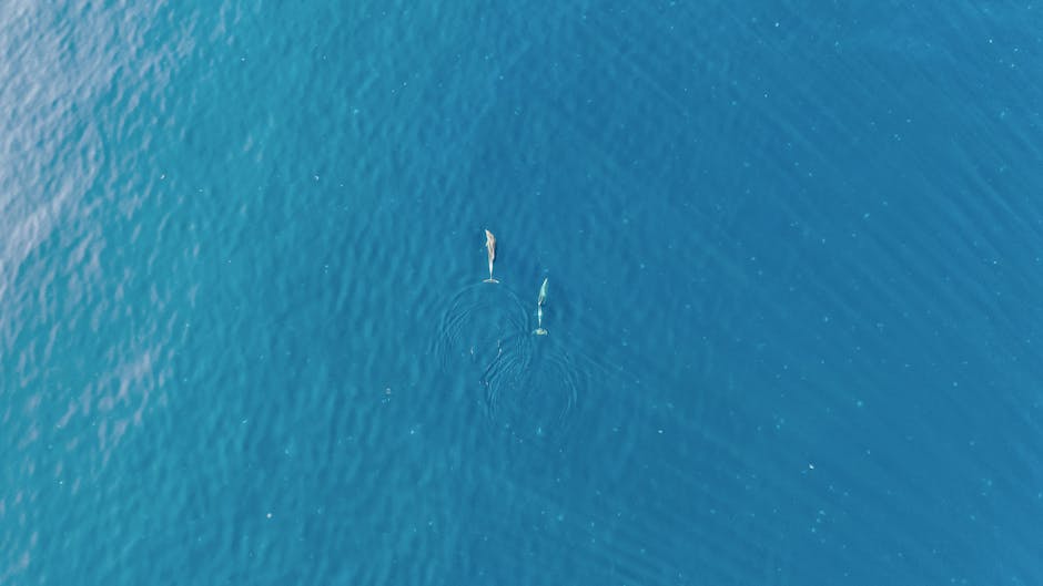 Sea Drone Rescues Downed Apache Crew in 8 Hours - VirentaNews