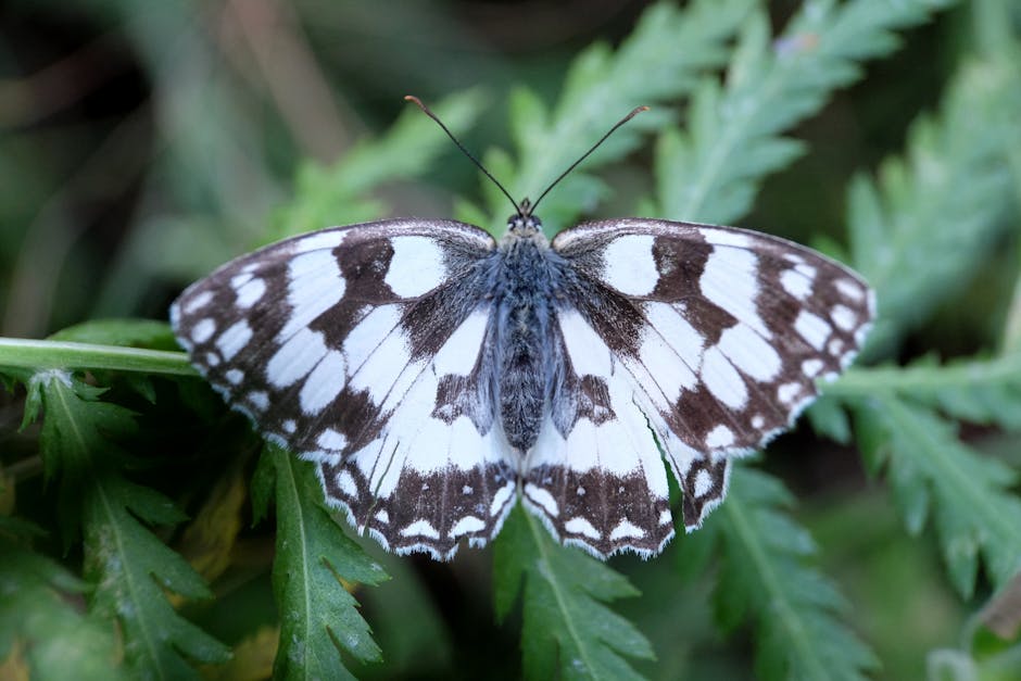 UK Butterflies Get Boost: Simple Tips Reveal Surges in Population - VirentaNews