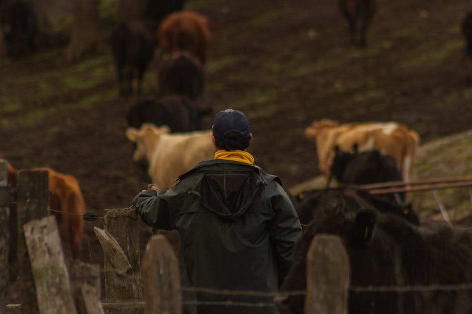 USDA Detects First US Screwworm Case in 60 Years in Texas Calf - VirentaNews