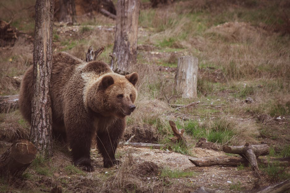 Why a Bear Was on the Loose in Japan