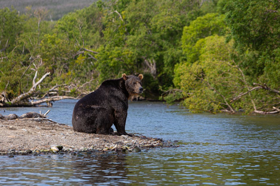 Why a Wild Bear Roamed Japanese City