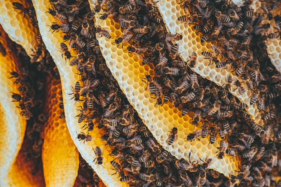 Why Bees Are Smarter Than We Think - VirentaNews