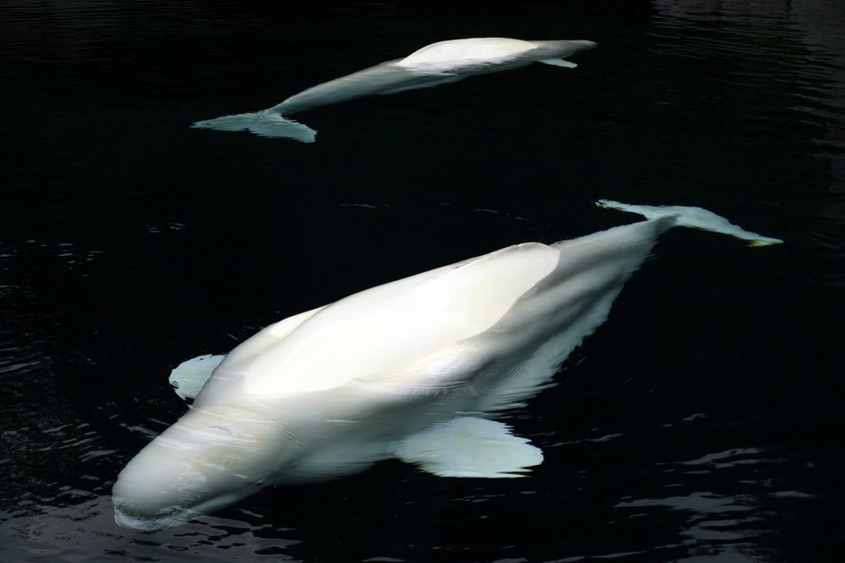 Why Beluga Whales Change Partners