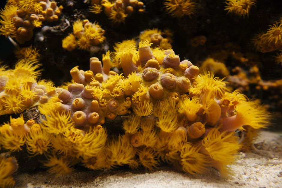 Why Bryozoa Origins Matter - VirentaNews