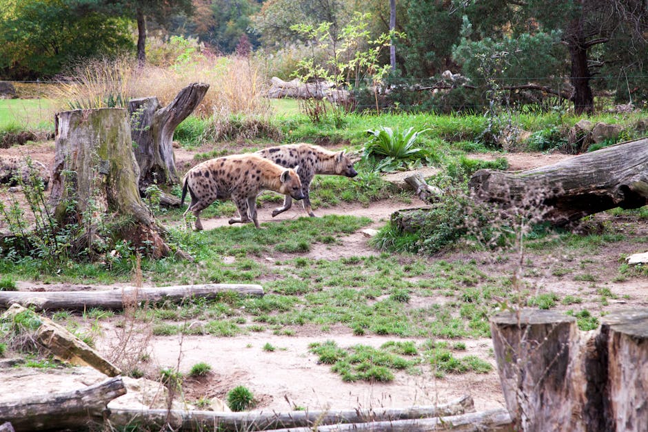Why Bush Dogs Are Thriving At Lake District Wildlife Park