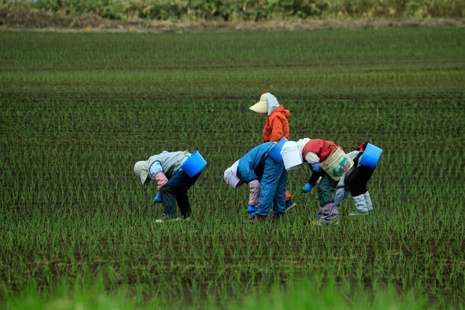 Why Central Asian Workers Are Picking UK Strawberries
