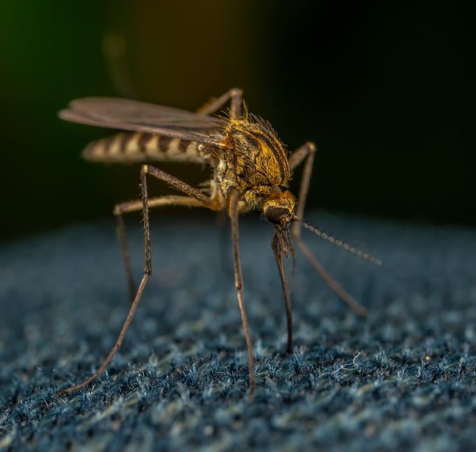 Why Chikungunya Virus Infections Persist