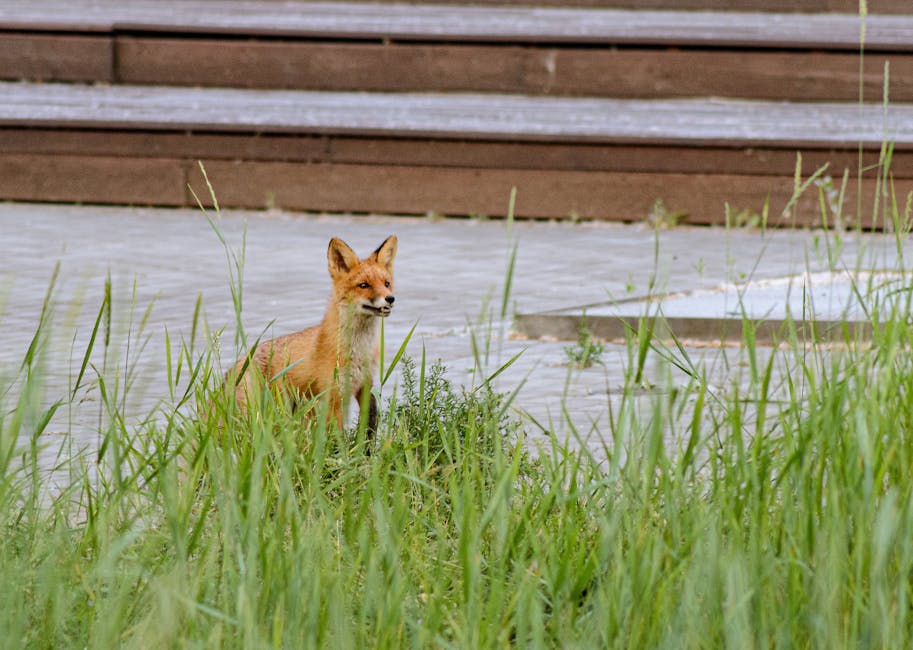 Why Cities Are Embracing Wildlife: A New Urban Initiative - VirentaNews