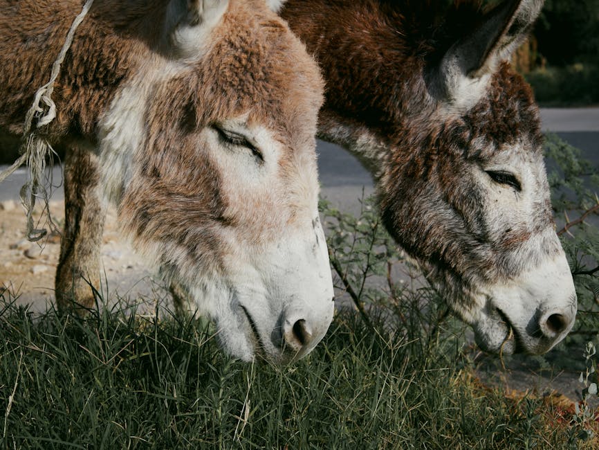 Why donkeys help patients recover - VirentaNews