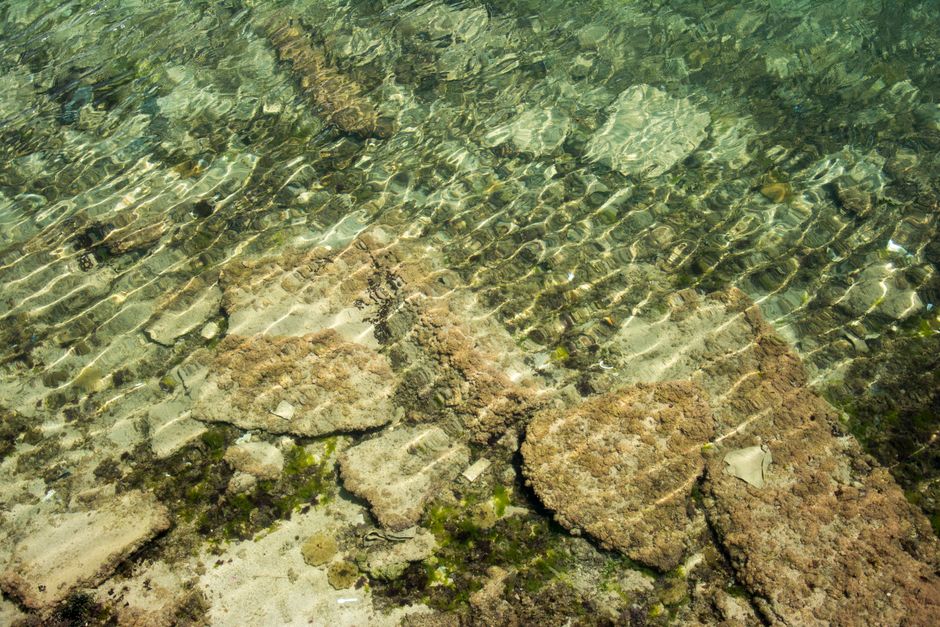 Why failing sea walls threaten wildlife