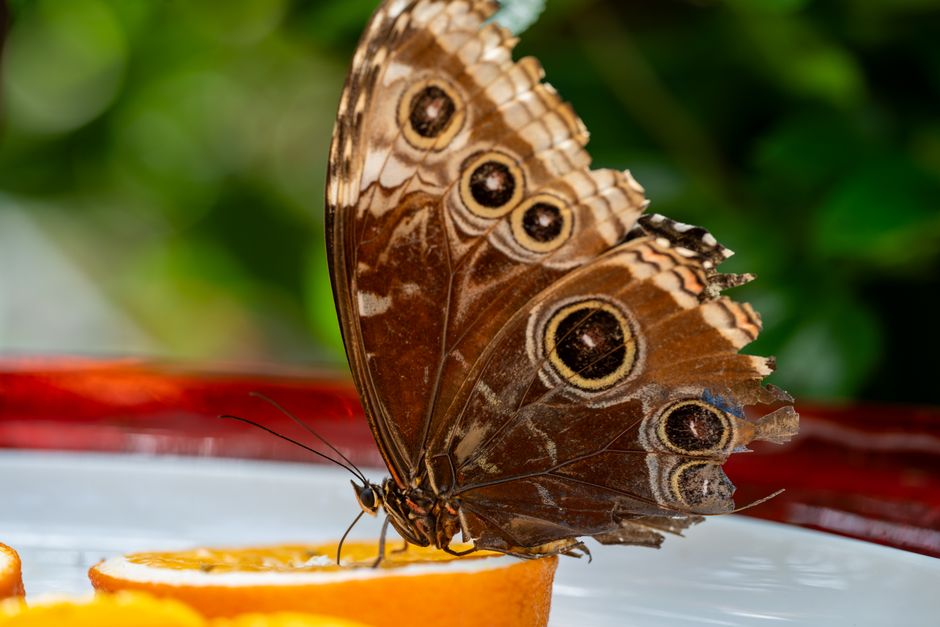 Why Heliconius butterflies live longer