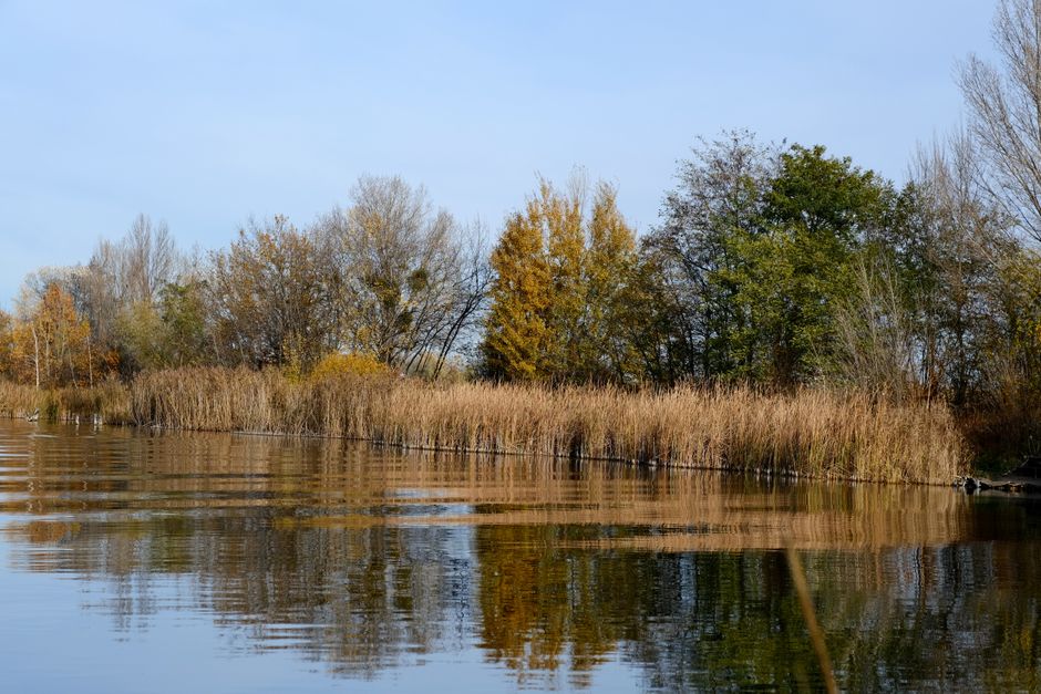Why lakes are becoming browner - VirentaNews