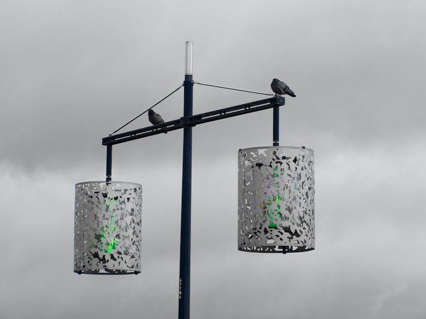 Why Pigeons Never Get Lost - VirentaNews