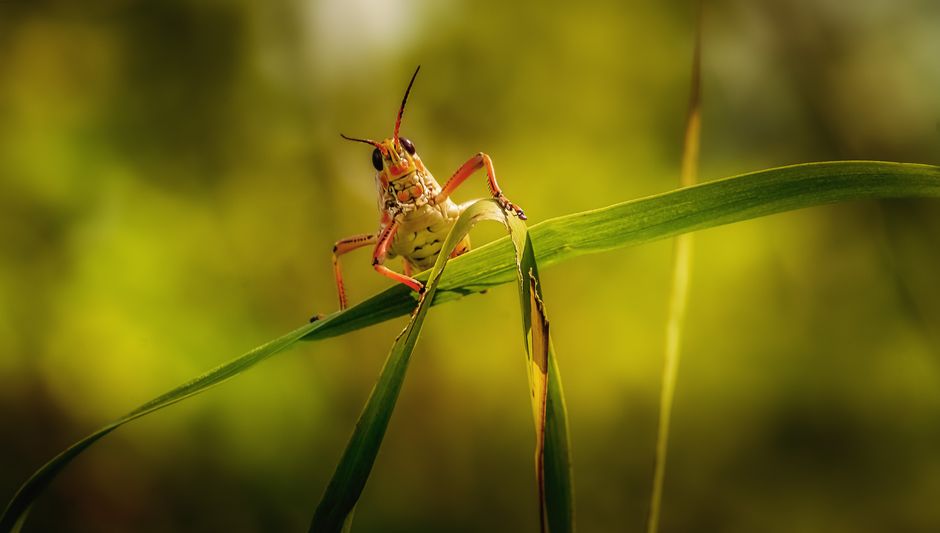 Why Pink Grasshoppers Are a Rare Sight