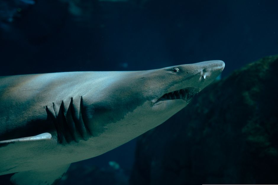 Why Shark Attacks are on the Rise in Australia - VirentaNews