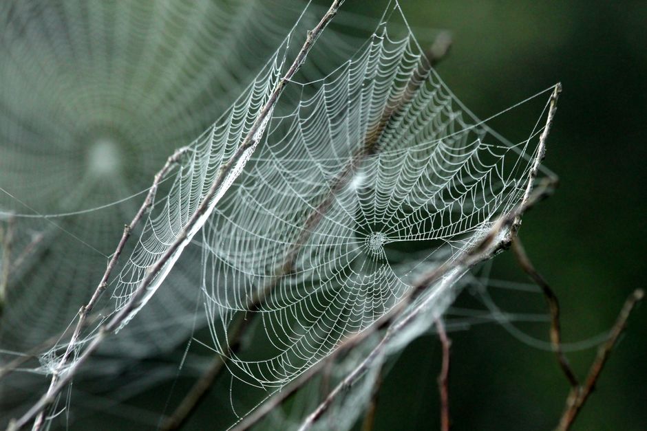 Why Spiders are Using Ballista-like Traps