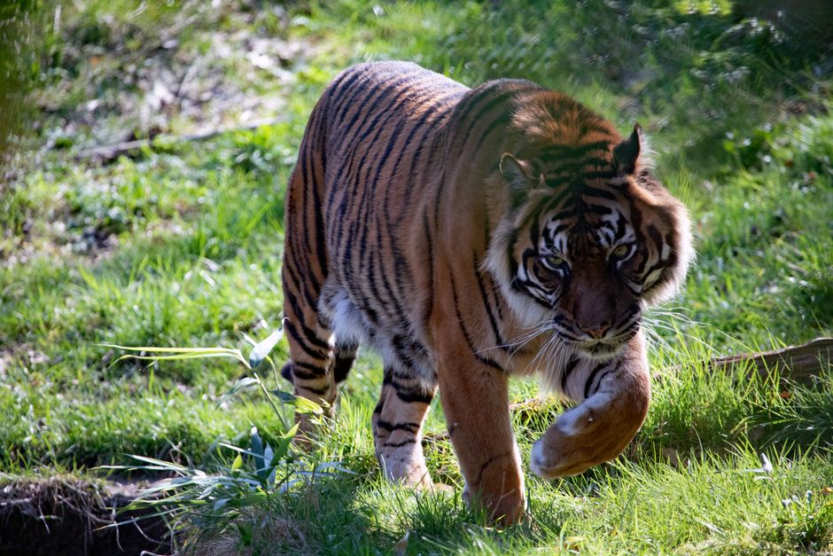Why Sumatran Tigers Are Endangered