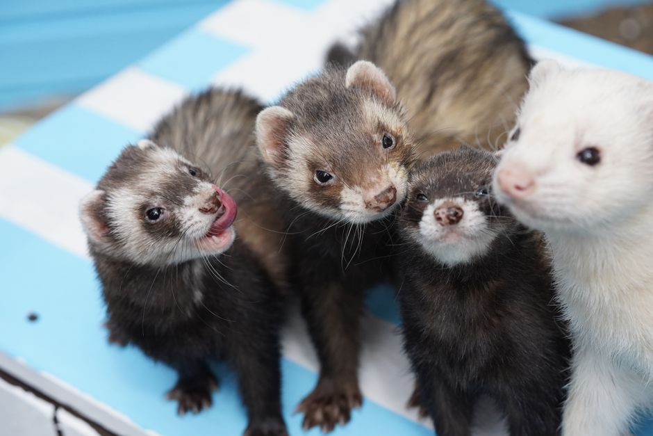 Why Therapy Ferrets Are Being Used to Kill Rats