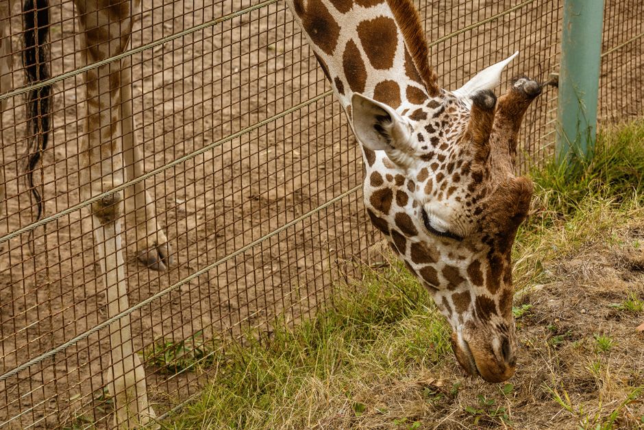 Why Zoo Animals Are Predicting World Cup Winners - VirentaNews