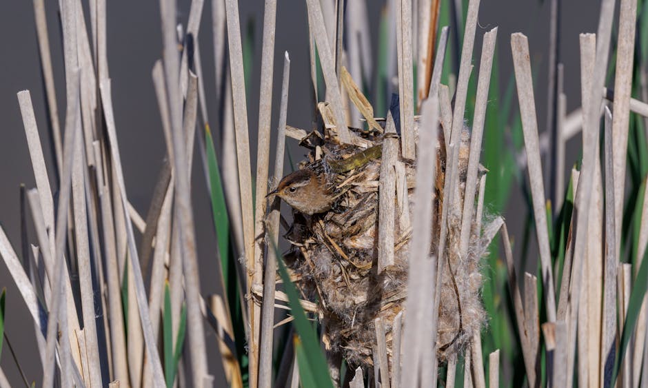 Wildfire Threatens Curlew Nests - VirentaNews
