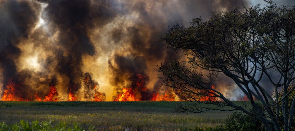 Wildfires Cause Record Damage in 2025 - VirentaNews