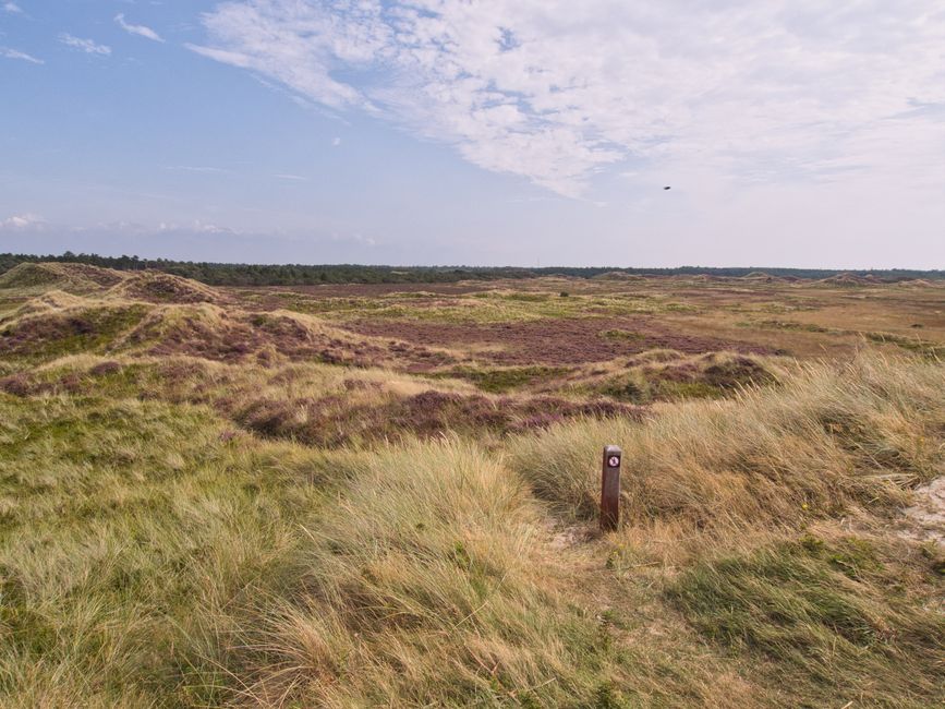 Wildlife Trust Restores 110 Acres of Upton Heath