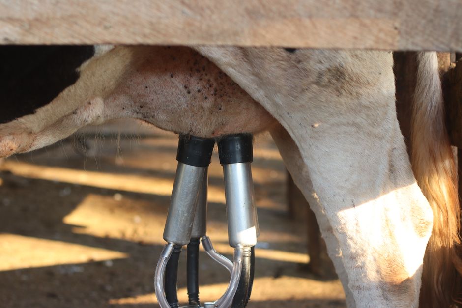 Bird Flu Hides in Cow Udders, Not Lungs, Study Reveals - VirentaNews