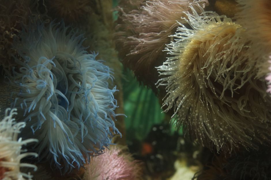 Breakthrough in Virus Fight: Sea Anemones Reveal New Strategy