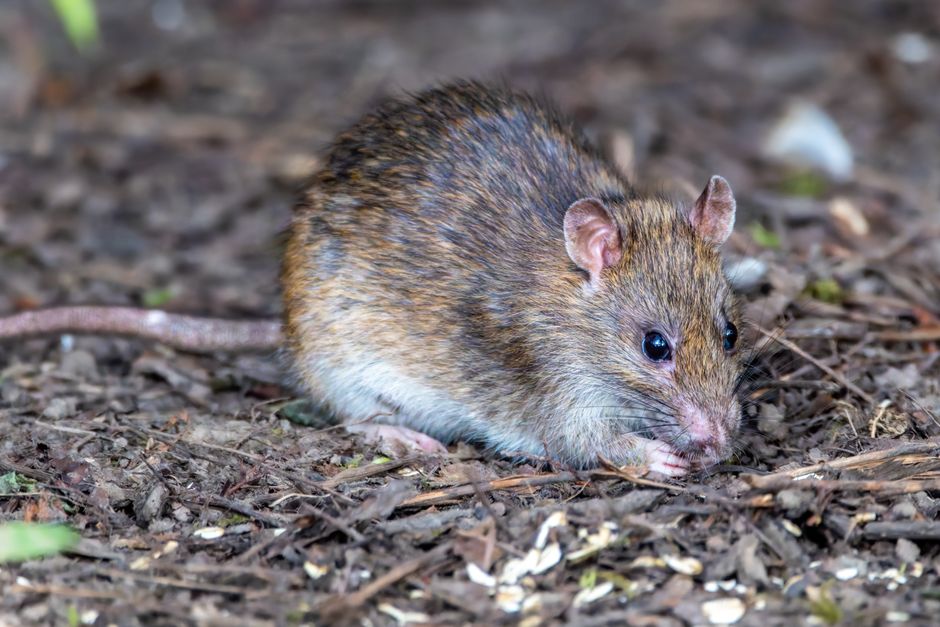 Hantavirus Outbreak: 0 New Cases Since May