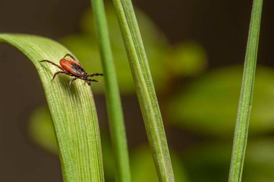 Hunters Weigh in on Lyme Disease Vaccine as Tick Season Surges