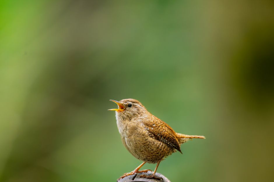 Neurobiologist Erich Jarvis Reveals Bird Brain Holds Clues to Music