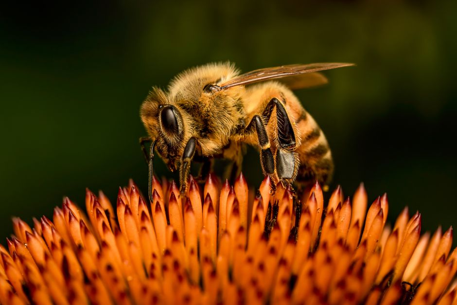 Symbiosis Breaks: Rowan Hooper Reveals How Co-operation Built the World