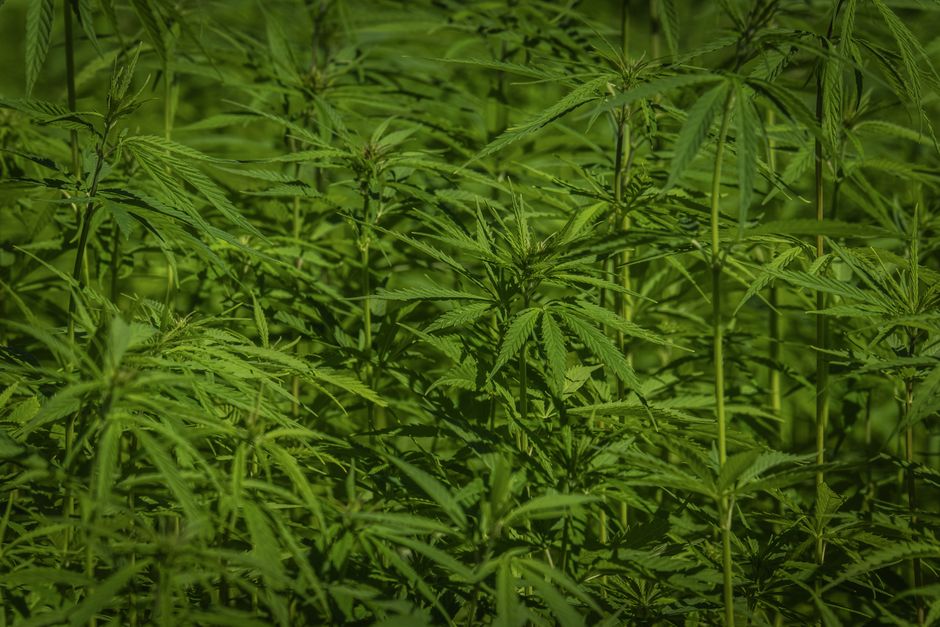 Virginia Approves Roadmap for Recreational Marijuana Sales, Aiming for 350 Retail Stores - VirentaNews